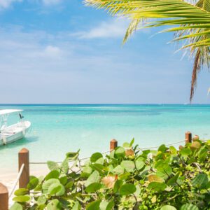 A boat is parked on the beach near some bushes.