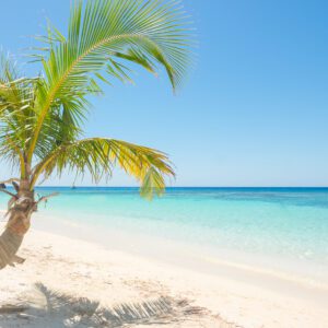 A palm tree on the beach with water in background.